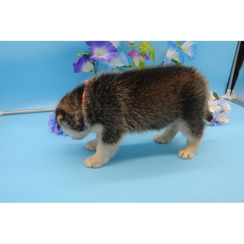 販売中の岡山県のミックス犬-399891の5枚目